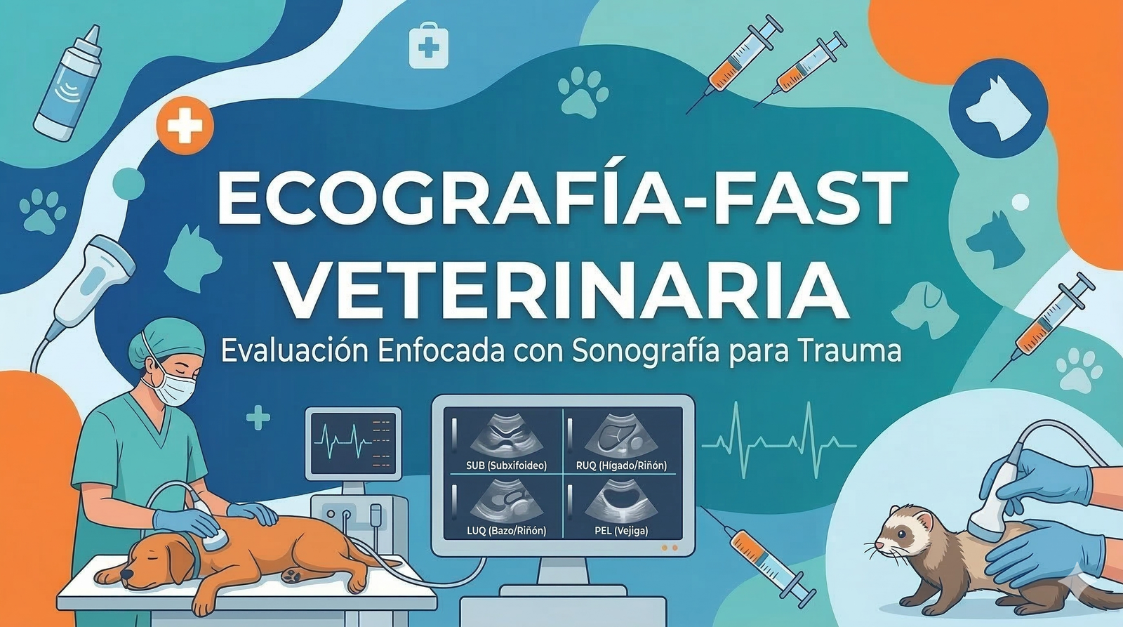 Ecografía FAST: Diagnóstico de Urgencia que Salva Vidas en la Clínica Veterinaria