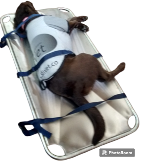 Camilla de Urgencias (Rescate)